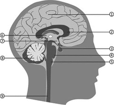 Максимилиан Тайхер, Роберт Грисбек - Прокачай свой мозг!