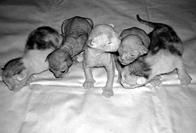 Кошки - Сфинксы