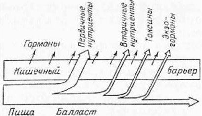 Александр Уголев - Теория адекватного питания и трофология