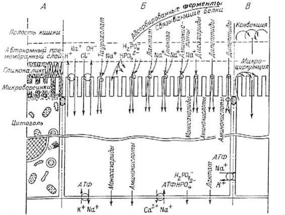 Александр Уголев - Теория адекватного питания и трофология