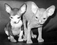 Дарья НЕСТЕРОВА - Кошки - Сфинксы