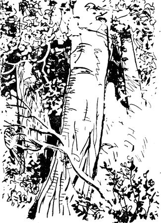 Владимир Арсеньев - Встречи в тайге