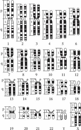 Николай Курчанов - Генетика человека с основами общей генетики. Руководство для...