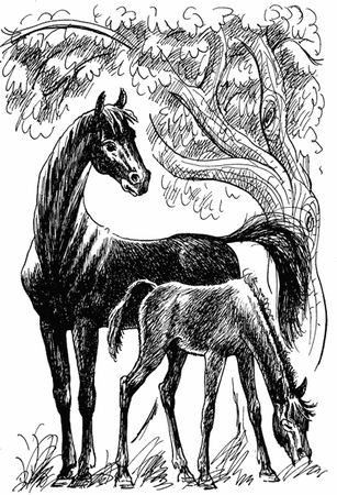 Анна Сьюэлл - Черный Красавчик