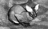 Кошки - Сфинксы