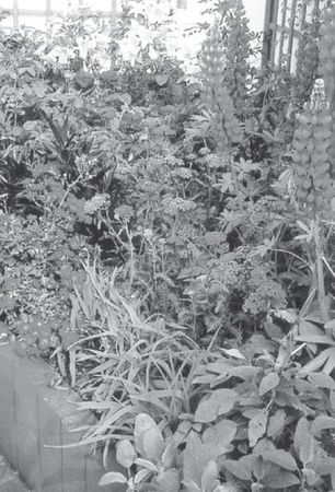 Юрий Харчук - Современный справочник фермера и садовода