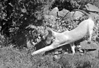 Кошки - Сфинксы