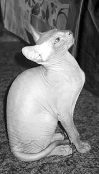 Дарья НЕСТЕРОВА - Кошки - Сфинксы