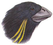 Дугал Диксон - Новые динозавры. Альтернативная эволюция