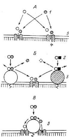 Александр Уголев - Теория адекватного питания и трофология