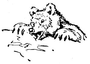 Владимир Арсеньев - Встречи в тайге