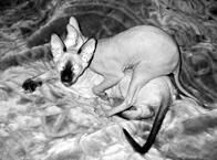 Кошки - Сфинксы