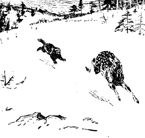 Владимир Арсеньев - Встречи в тайге