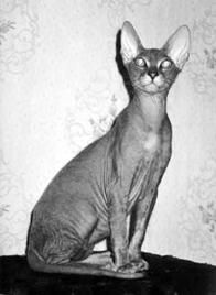 Дарья НЕСТЕРОВА - Кошки - Сфинксы