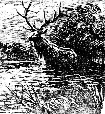 Владимир Арсеньев - Встречи в тайге