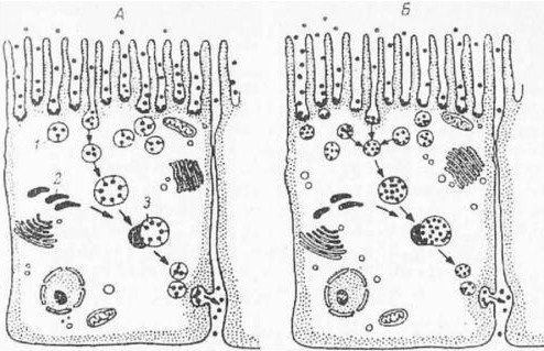 Александр Уголев - Теория адекватного питания и трофология