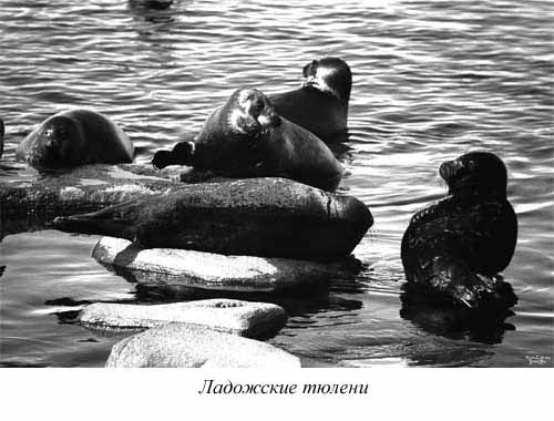 Ким Померанец - Несчастья невских берегов. Из истории петербургских наводнений