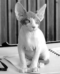 Дарья НЕСТЕРОВА - Кошки - Сфинксы