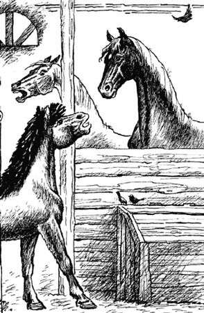 Анна Сьюэлл - Черный Красавчик