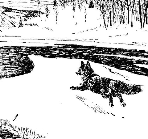 Владимир Арсеньев - Встречи в тайге