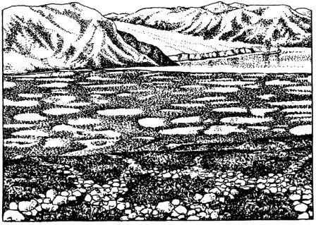 Дугал Диксон - Новые динозавры. Альтернативная эволюция