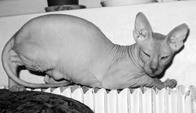 Кошки - Сфинксы