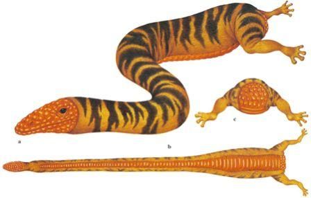 Дугал Диксон - Новые динозавры. Альтернативная эволюция