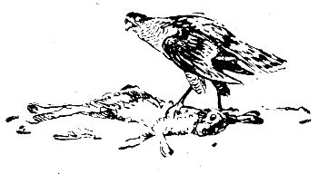 Владимир Арсеньев - Встречи в тайге