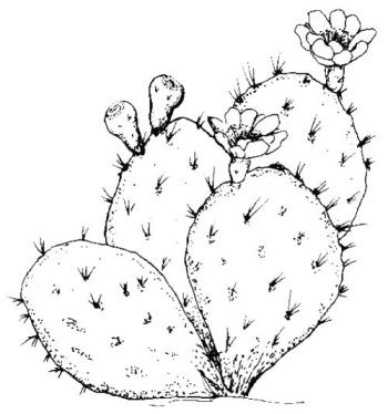 Ирина Маркова - Косяки и косячки