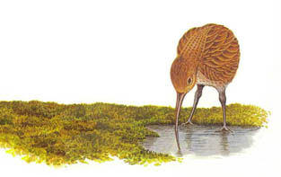 Дугал Диксон - Новые динозавры. Альтернативная эволюция