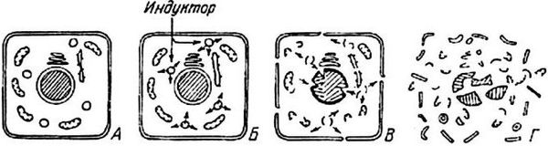 Александр Уголев - Теория адекватного питания и трофология