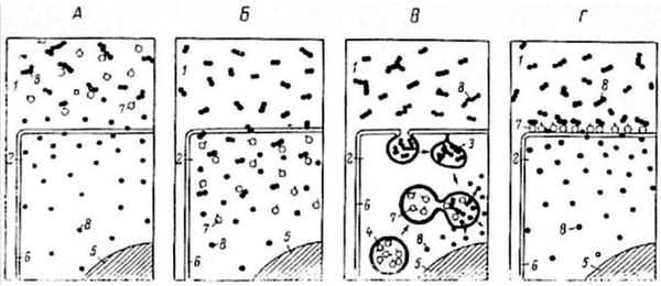 Александр Уголев - Теория адекватного питания и трофология