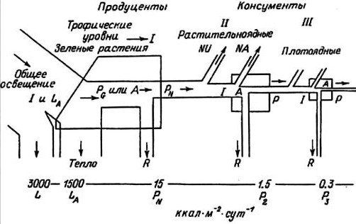 Александр Уголев - Теория адекватного питания и трофология