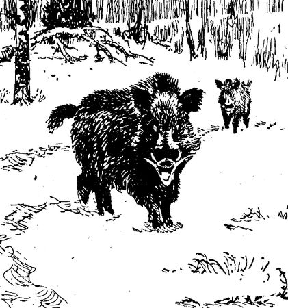 Владимир Арсеньев - Встречи в тайге