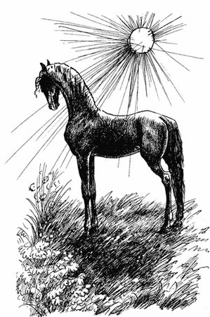 Анна Сьюэлл - Черный Красавчик