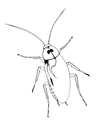 Ирина Маркова - Косяки и косячки