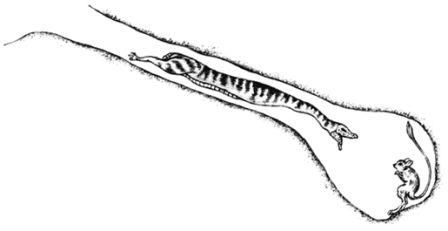 Дугал Диксон - Новые динозавры. Альтернативная эволюция