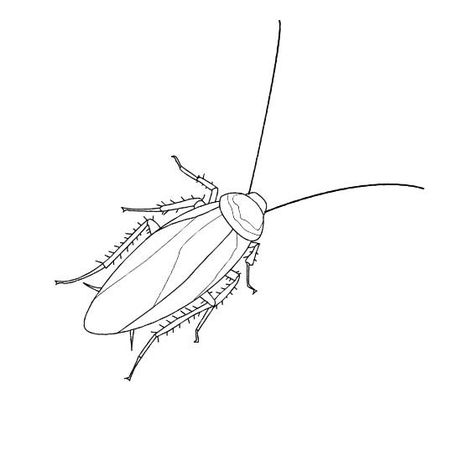 Ирина Маркова - Косяки и косячки