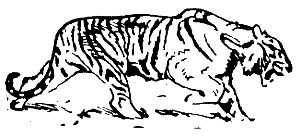 Встречи в тайге