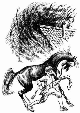 Анна Сьюэлл - Черный Красавчик