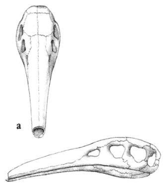 Дугал Диксон - Новые динозавры. Альтернативная эволюция