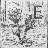 Леонид Семаго - Зеленая книга леса