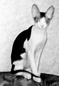 Дарья НЕСТЕРОВА - Кошки - Сфинксы