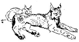 Встречи в тайге