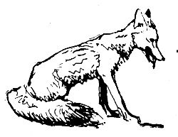 Владимир Арсеньев - Встречи в тайге