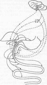 Александр Уголев - Теория адекватного питания и трофология