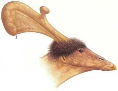 Дугал Диксон - Новые динозавры. Альтернативная эволюция