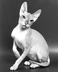 Дарья НЕСТЕРОВА - Кошки - Сфинксы