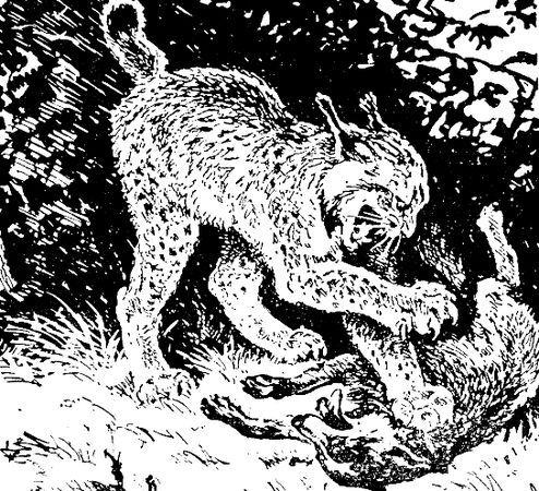 Владимир Арсеньев - Встречи в тайге