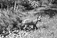 Кошки - Сфинксы